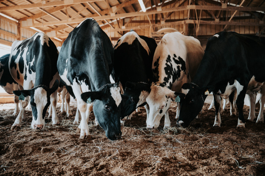 Holsteins in a barn at Rokeyroad Creamery