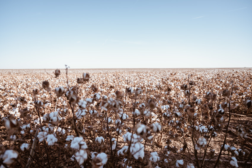 Kansas Farmers Boost Cotton Acres