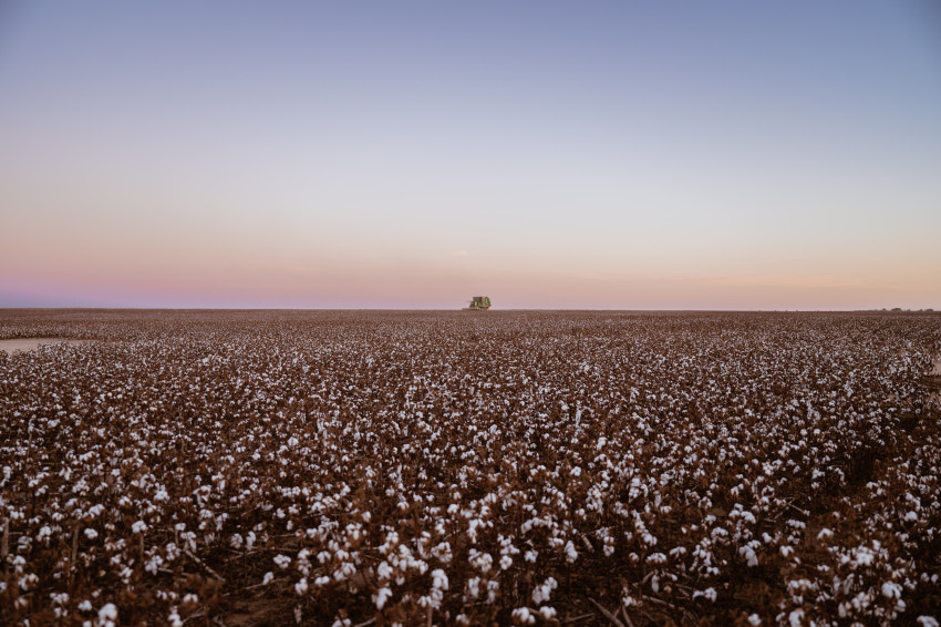 kansas cotton_cotton field