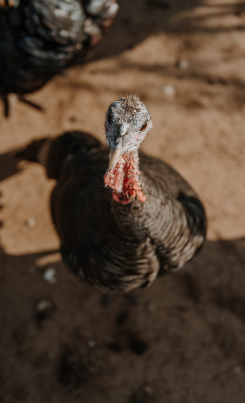 frank reese_california turkey