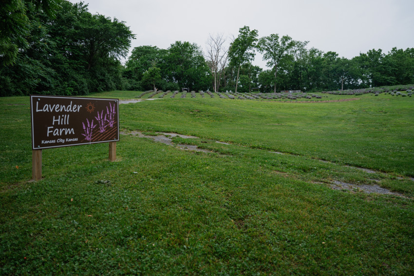 lavender hill farm_sign