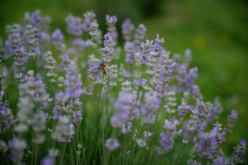 lavender hill farm_bee