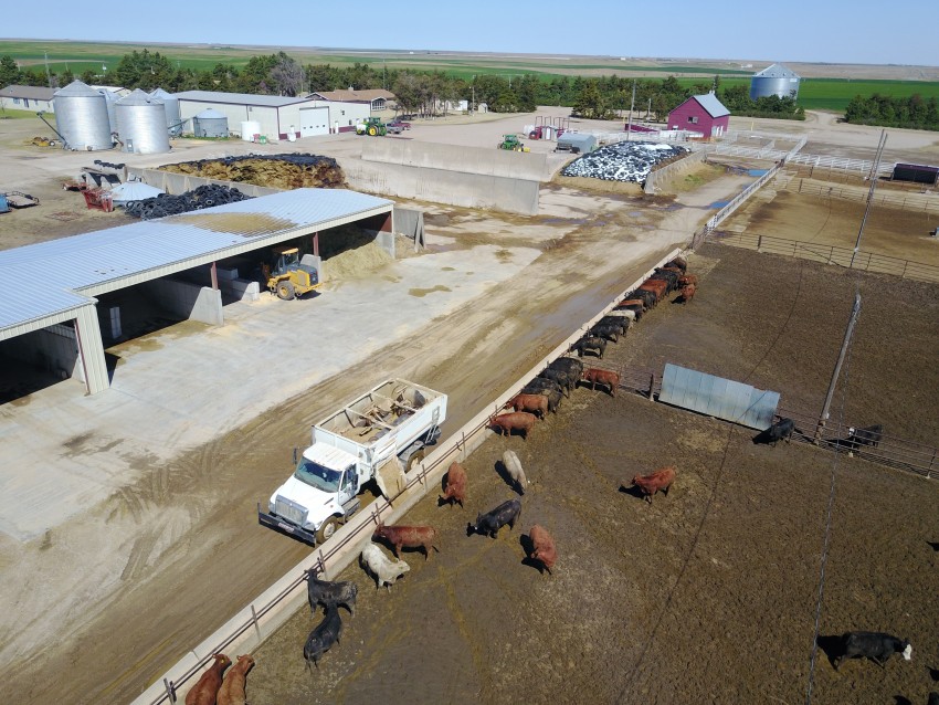 drone footage over cows