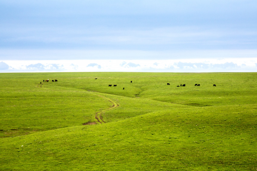 Kansas grassland