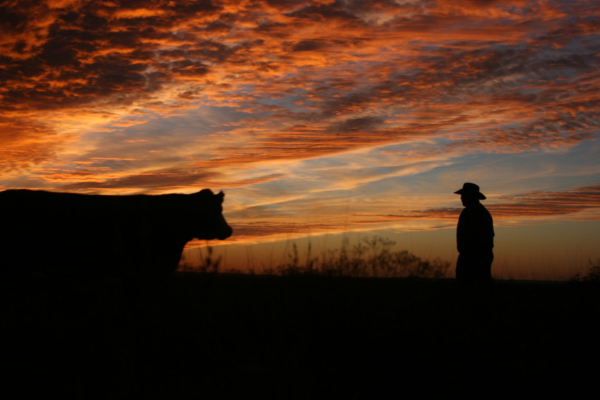 cattle rancher