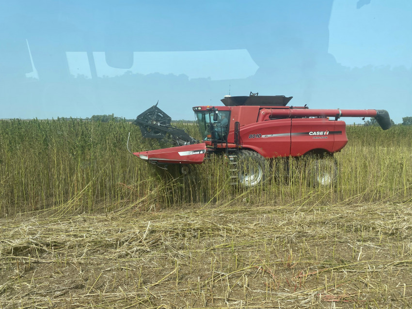 Harvesting Hemp