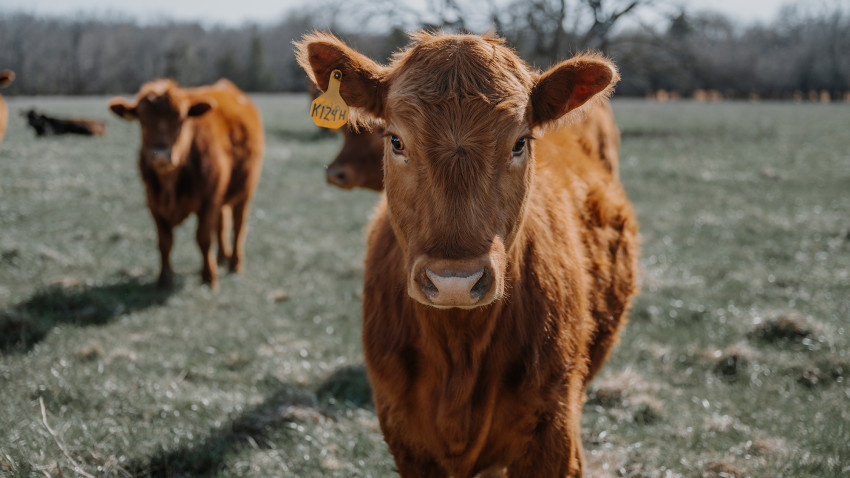 brandi buzzard_transparency in beef