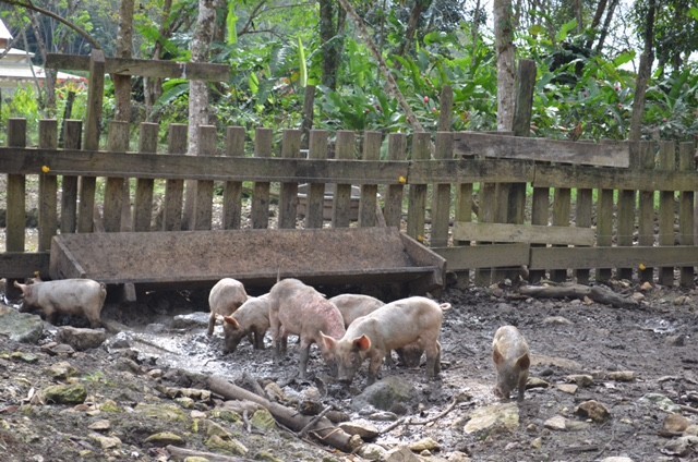 hogs in Belize