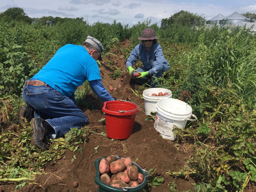 couple gleaning potatoes