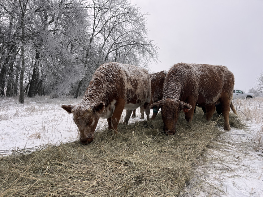 Brandi_May2025_labmeat_cattleinsnow