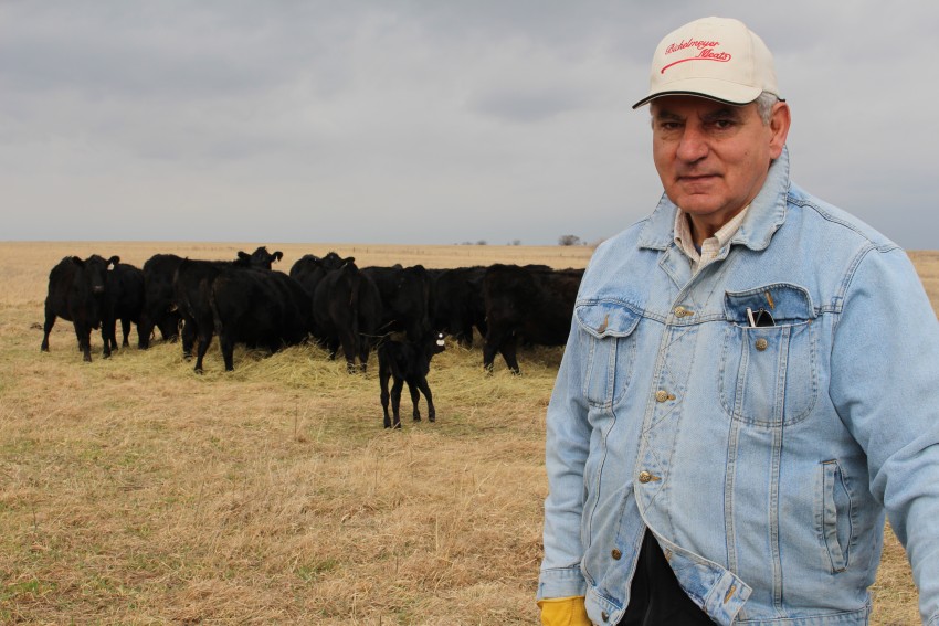 Bichelmeyer Meats cattle