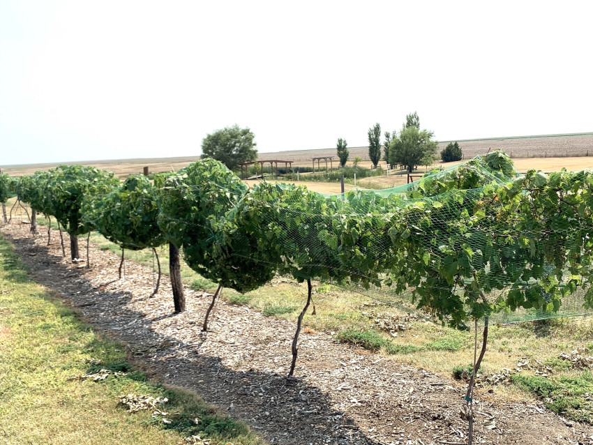 shiloh vineyard_vanessa