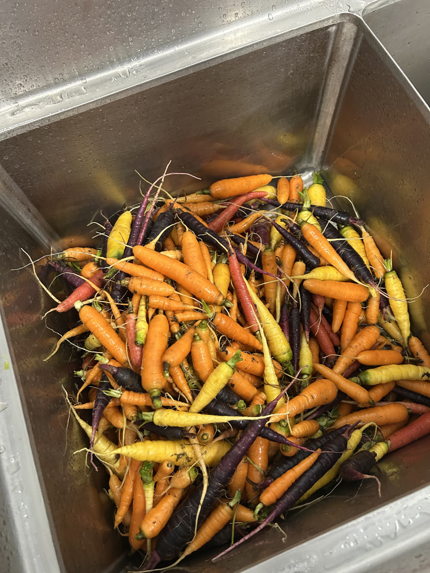 werner creek farm_carrots