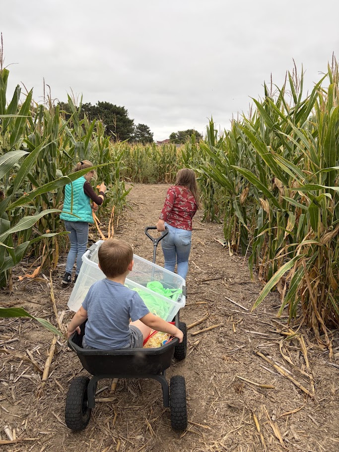 Tipton corn maze