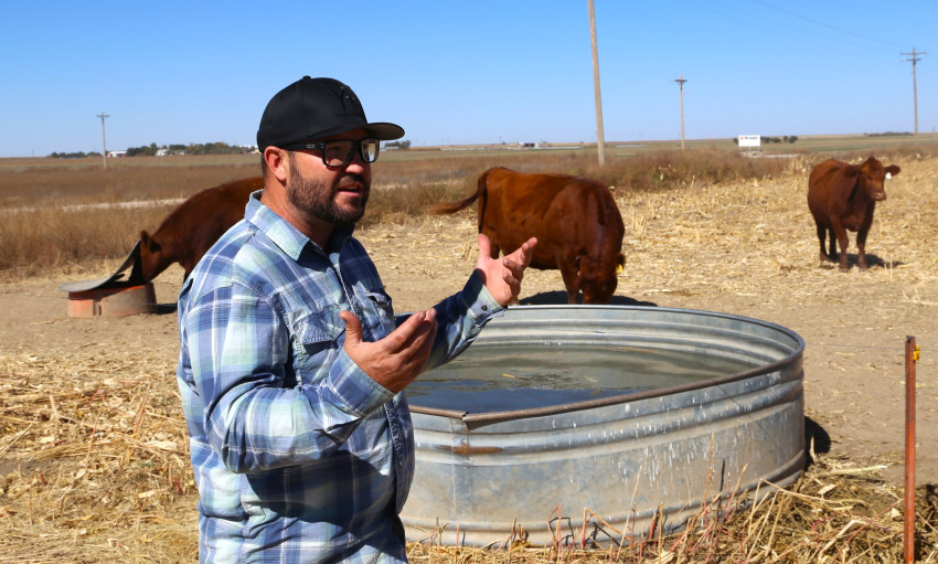 Jay Young Cattle