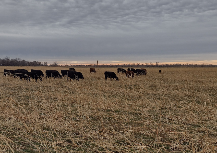 cattle, cover crop, grazing