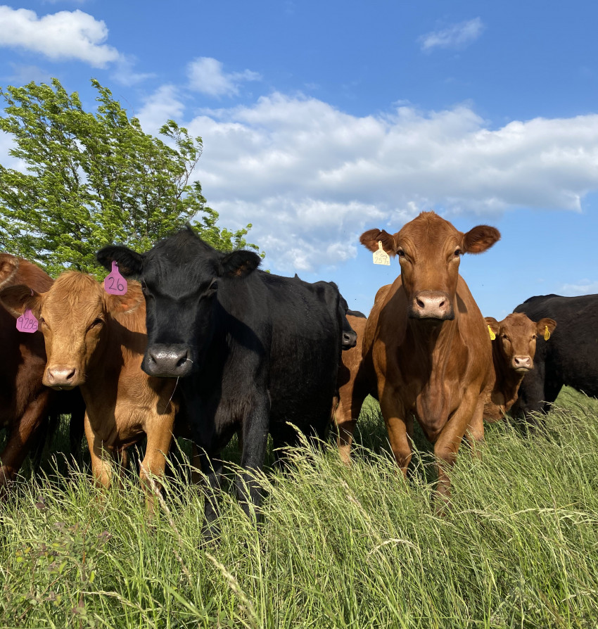Cattle on Brandi Buzzard Frobose ranch