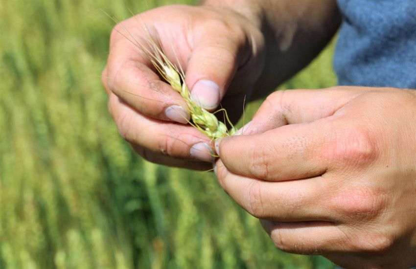 Hayden Guetterman Wheat