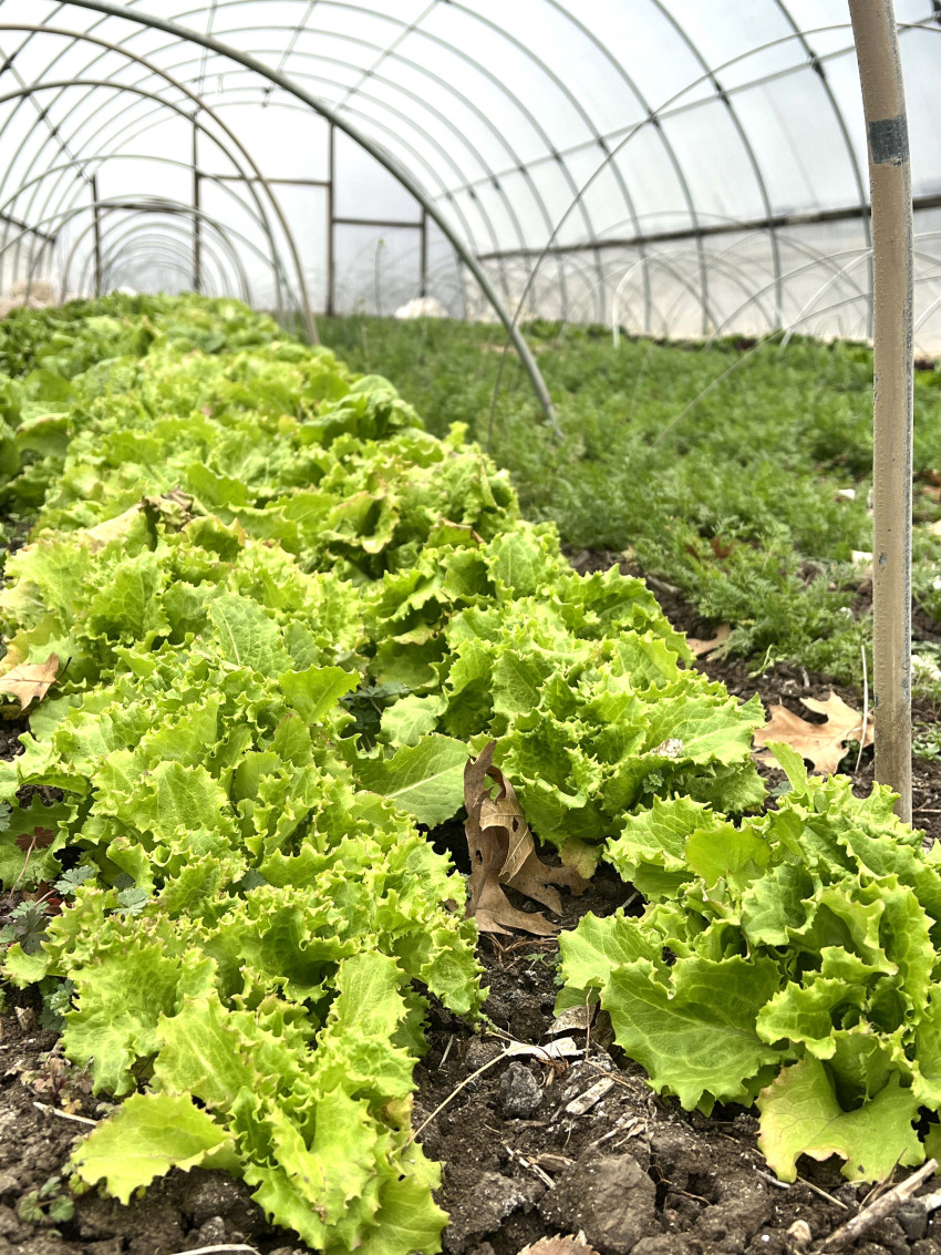 wernercreekfarm_greenhouse