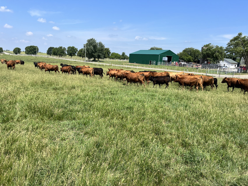 rotational grazing on kansas cattle ranch for better grass