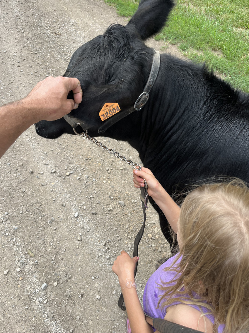 cattle_id_brandi