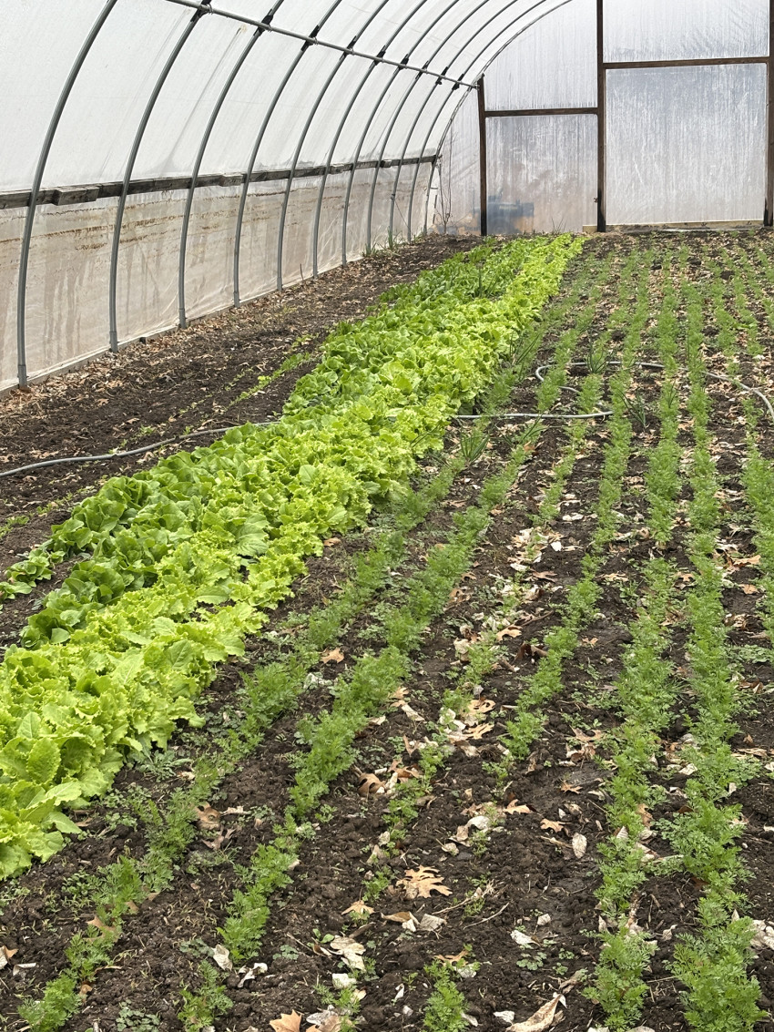 werner creek farm_hightunnel