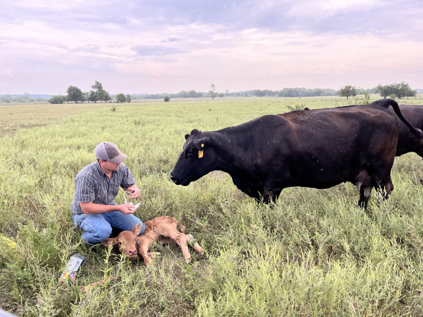 rancher tags baby cow in Kansas