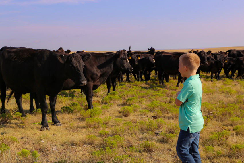 meet a rancher - cramers with cattle