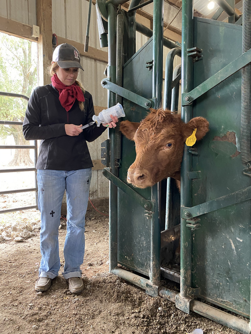 How To Properly Store And Handle Cattle Vaccines