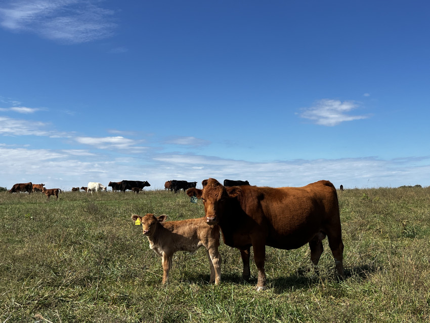 brandi buzzard_2025 cattle
