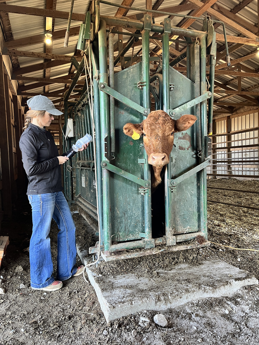 mrna in cattle vaccine_brandi
