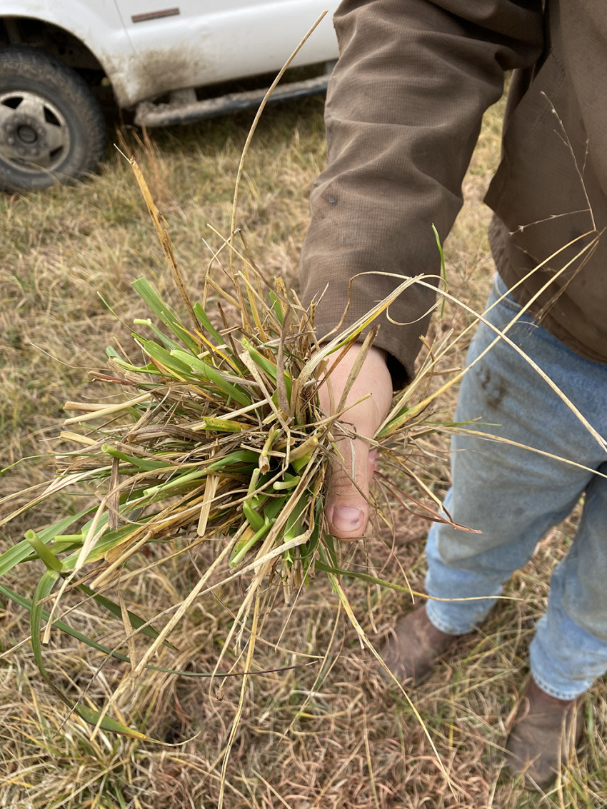 Grass ranching