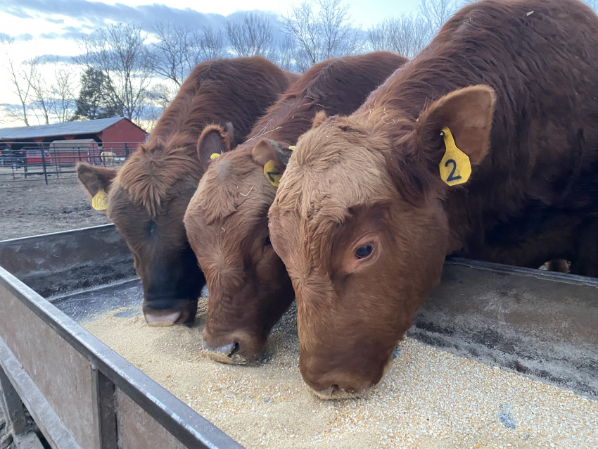 Cattle Bull or Cow pick Your Breed Spoon Rest From 