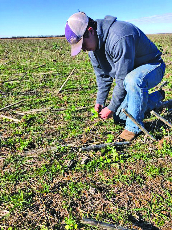 Connor Peirce kneels down to examine a cover crop field. Peirce’s family has been growing cover crops since the 1930s.