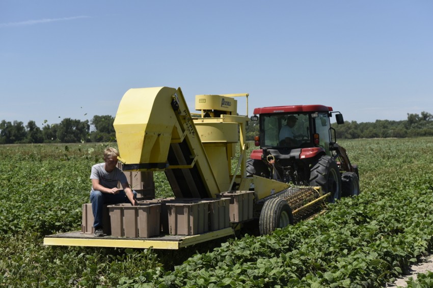 Green Bean Picker