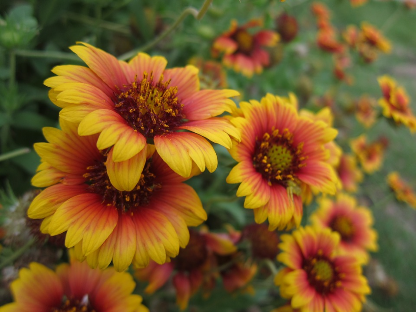 kansas wildflowers by color