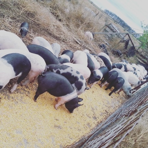 pasture raised pigs