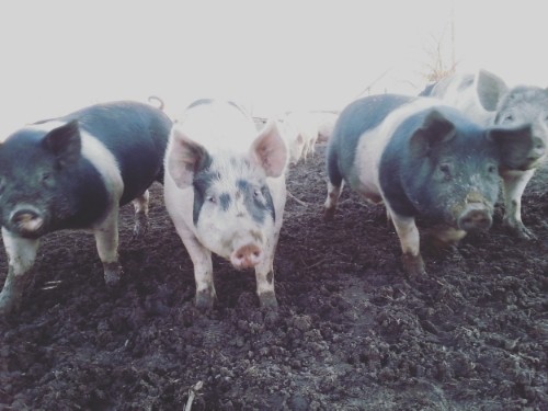 pigs in pasture
