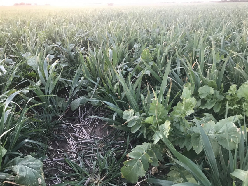 Cover crops are planted by some farmers to help stop wind and water erosion and can help slow down weed growth.