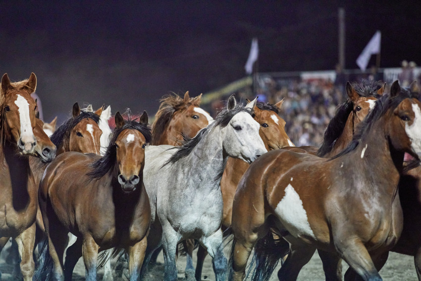 running_of_the_mares.jpg