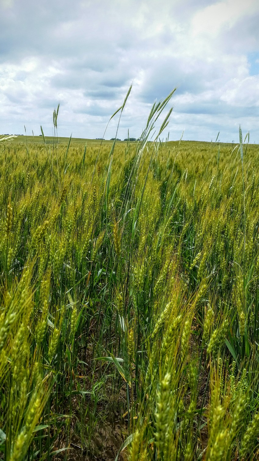 rye in wheat field