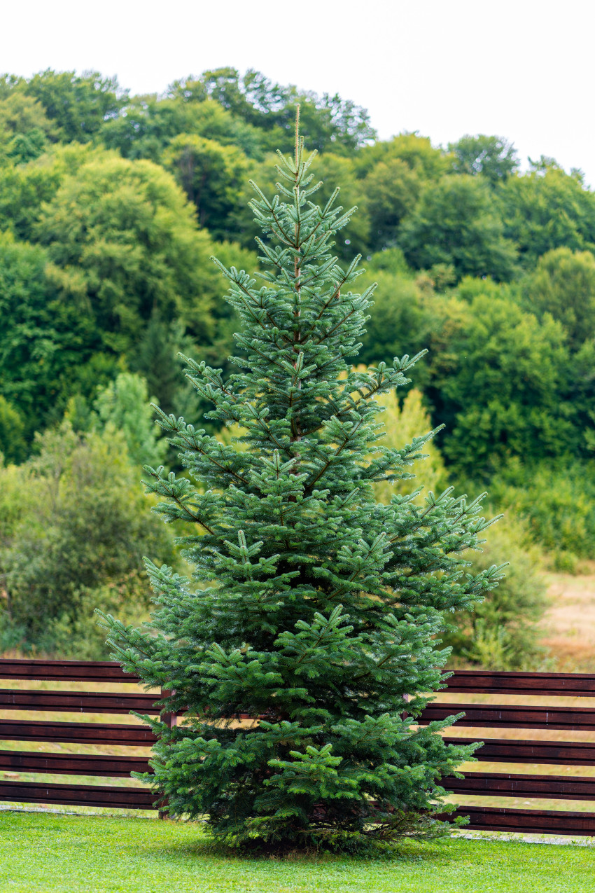 Christmas Tree Types | Kansas Living Magazine
