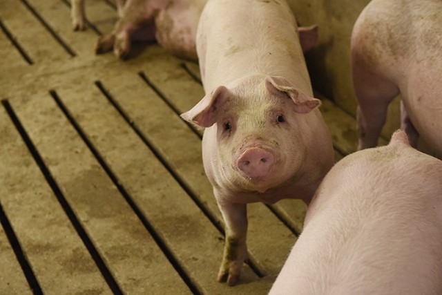 pig at Springer Family Farm