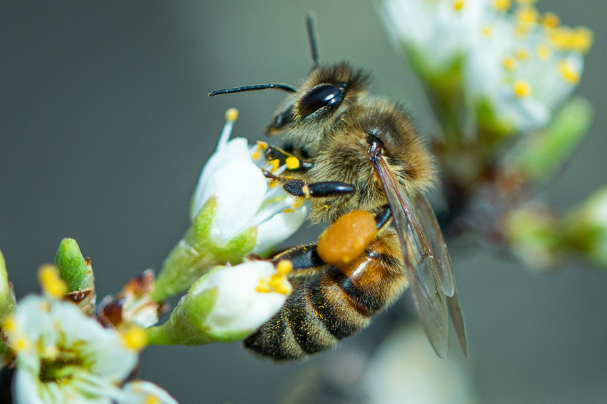 pollinator garden in kansas bees