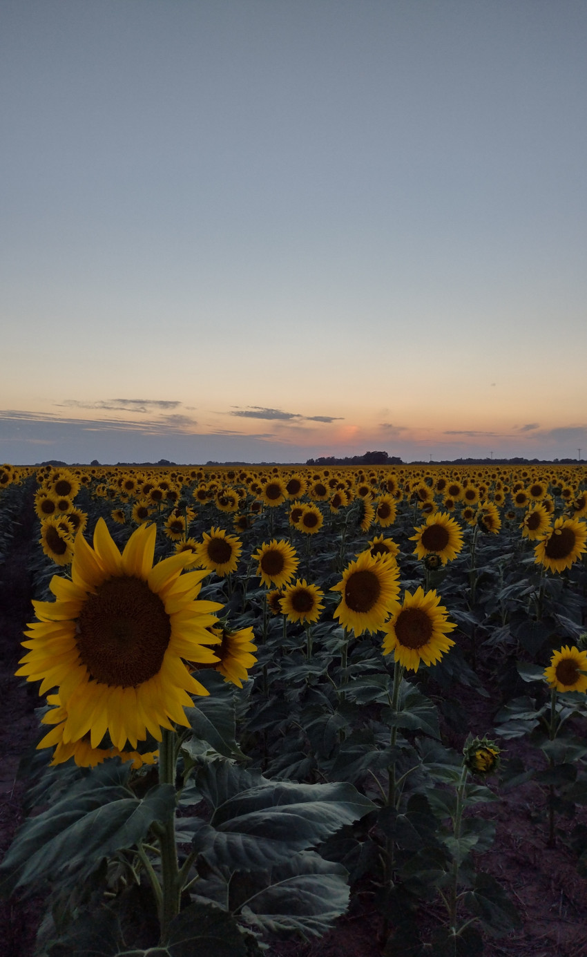 Sunflower, cover crop, flower