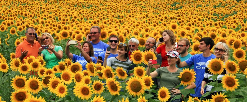 Grinter Family Sunflowers