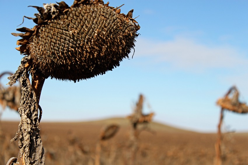 sunflower ready for harvest