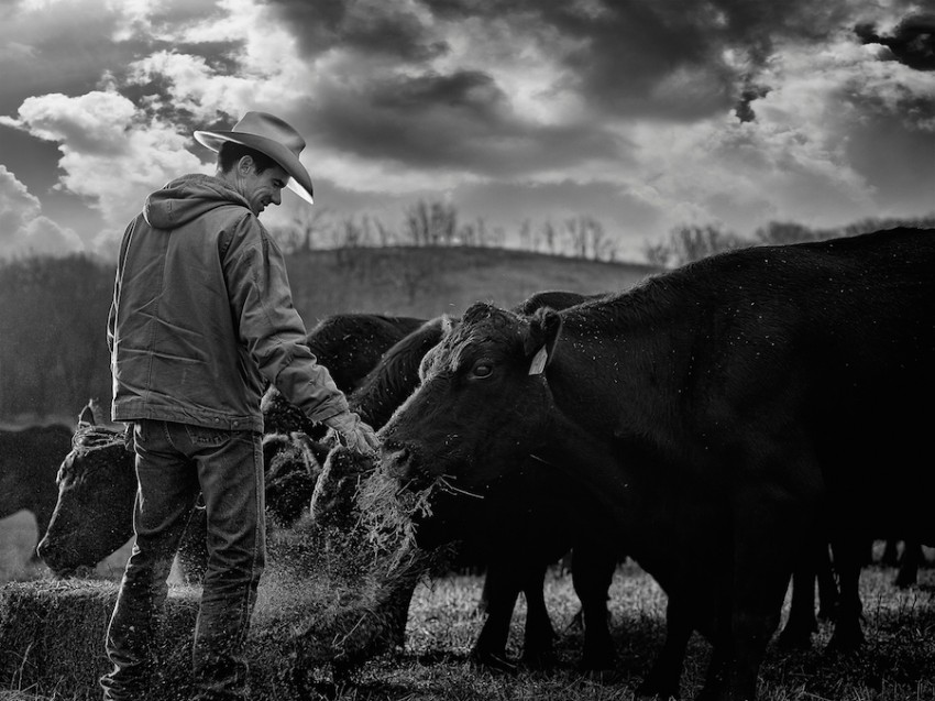 cattle rancher