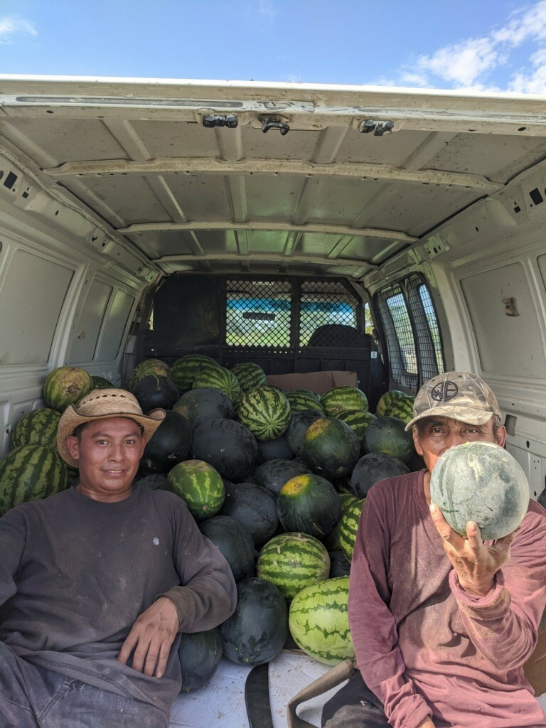 thellman employees pick watermelon