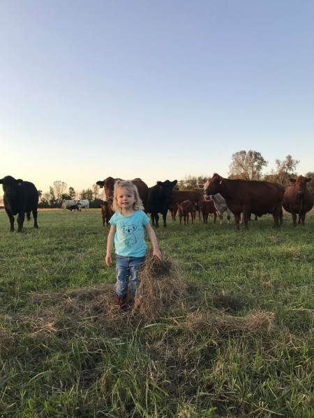 Brandi&#039;s daughter with cattle
